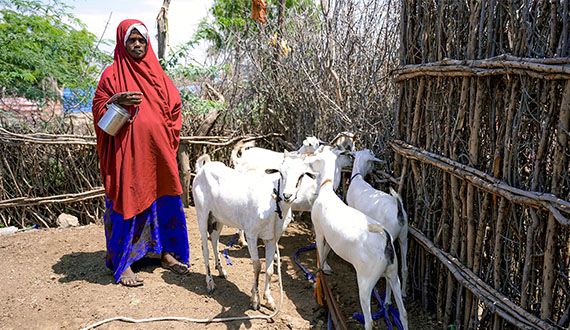 Case Study: Using Livestock Management to Improve Climate Resilience, Nutrition, and Gender Equity in Somalia